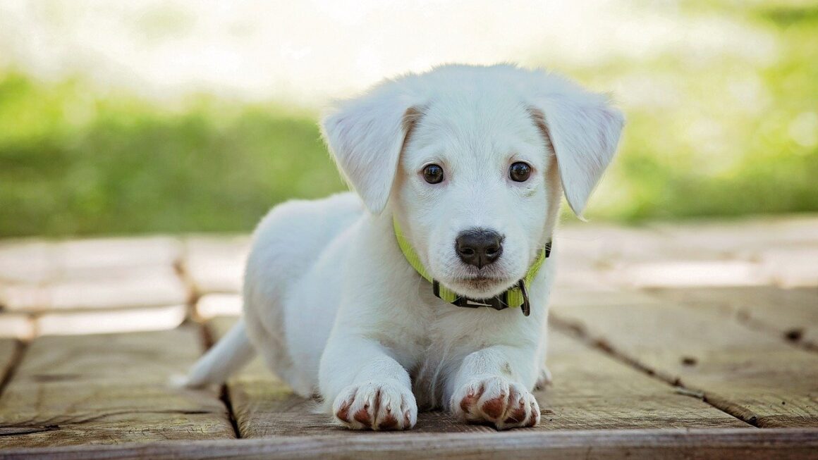 Why Dog Insurance is a Must-Have for Pet Owners - Animals & Plants - News