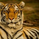 17 Ferocious Tigers Facts - Animals & Plants - News