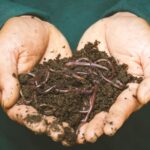 15 Amazing Worms Facts - Animals & Plants - News
