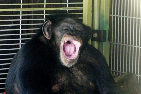 15 Interesting Travis the Chimpanzee Facts