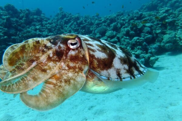19 Intriguing Squids Facts