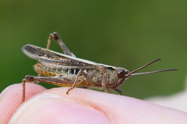 17 Fascinating Locust Facts