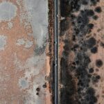 16 Fascinating Mold Facts - General Knowledge - News