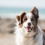Emotional Support Animal Registration for Cats - Other - News