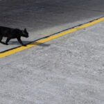 16 Light-Hearted Superstition Facts - General Knowledge - News