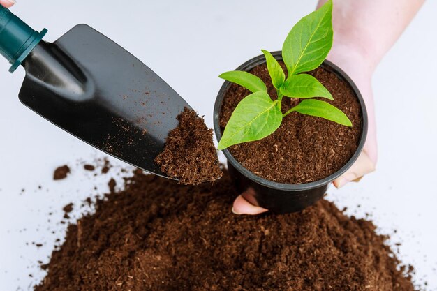 Planning Your Seed to Harvest Garden: A Step-by-Step Guide