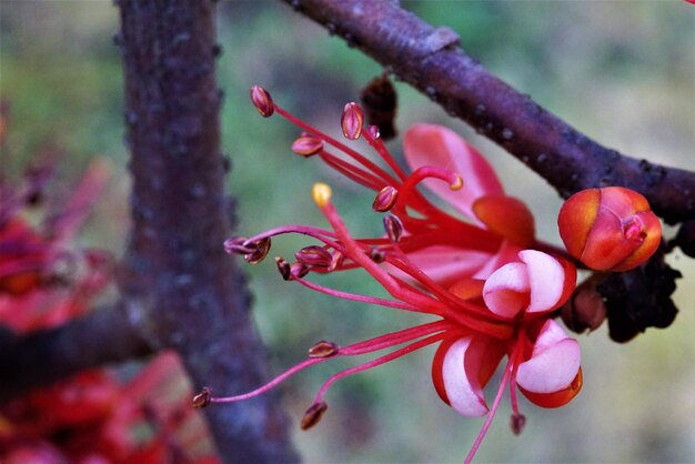 flamboyance.