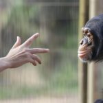 Ape Language: The Fascinating Story of How Apes Learn Sign Language