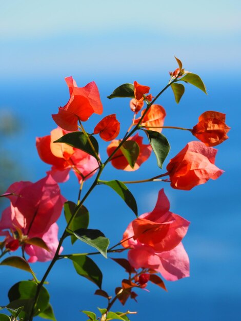 flamboyance.